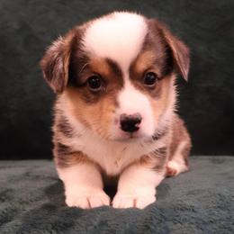 Patriot - Black and tan male Pembroke Welsh Corgi puppy in Arcanum, Ohio from Weissway Corgis