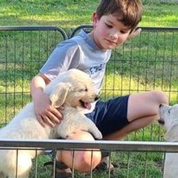 Golden Retriever Puppies from Smokey Mountain English Goldens