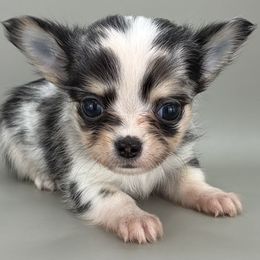 Gem - Merle female Chihuahua puppy in Westport, New York from Chantilly chihuahuas