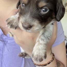 Dachshund Puppies from Jordin’s dainty Dachshunds
