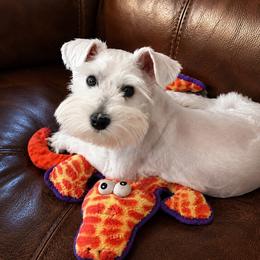 Daisy - Miniature Schnauzer