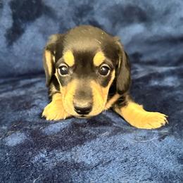 Hot Pepper - Black and cream female Dachshund puppy in Memphis, Tennessee from River City Doxies