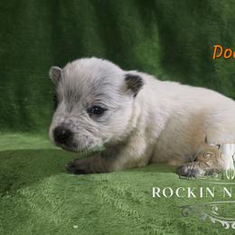 Doc - Blue male Australian Cattle Dog puppy in Silsbee, Texas from Rockin ND Ranch