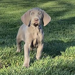 Weimaraner Puppies from K&K Weimaraners