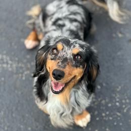Sage - Dachshund