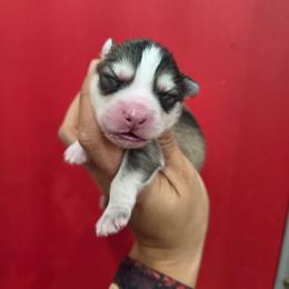 Silva - Silver and white female Pomsky puppy in Mc Callsburg, Iowa from SZ Rolling Acres LLC