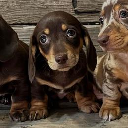 Florida - Chocolate and tan female Dachshund puppy in Greasy, Oklahoma from 4E Dachshunds