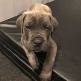 Cane Corso Puppies from Knights Watch Cane Corso