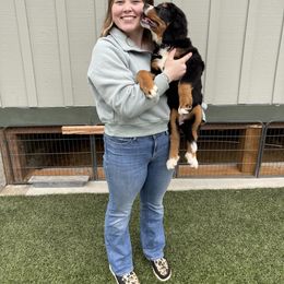 Bernese Mountain Dog Puppies from Hilltop K9