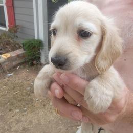 LOUIE - Cream male Dachshund puppy in Fort Worth, Texas from Chadwick Farms Mini Dachshunds
