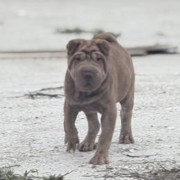 Metallica - Brown female Chinese Shar-Pei puppy in Lehigh Acres, Florida from Florida Wrinkles