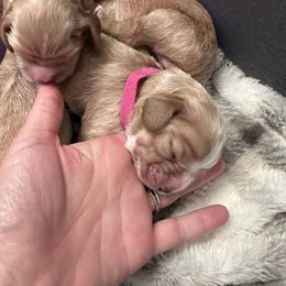 Hot pink - Buff and white female Cocker Spaniel puppy in Justin, Texas from Flud Farm Cocker Spaniels