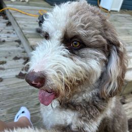 Nova - Aussiedoodle