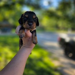 Wednesday - Black and tan female Dachshund puppy in Indianapolis, Indiana from Homegrown Hoosier Dachshunds