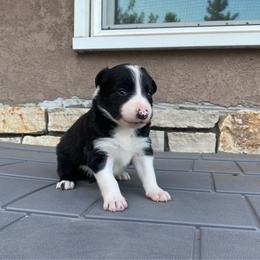 Surprise - Black and white male Border Collie puppy in Black River Falls, Wisconsin from Billowing Borders