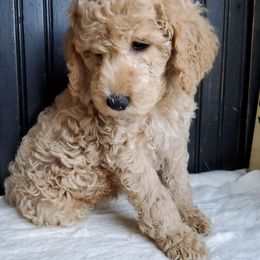 Ray,  goldendoodle f1b - Apricot male Goldendoodle puppy in Dickson, Tennessee from Rowan's Rascals