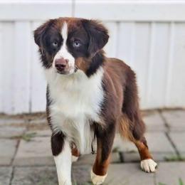 Samson - Red tri-color male Miniature American Shepherd puppy in Lexington, Kentucky from Deuce's Den