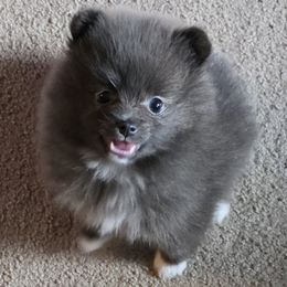Annabelle - Blue and tan female Pomeranian puppy in Hooksett, New Hampshire from Granite State Pomeranians