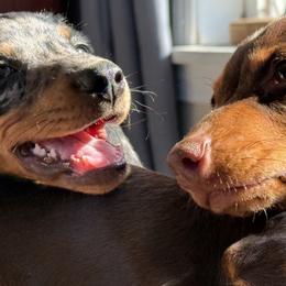 Dachshund Puppies from Cold Mountain Dachshunds