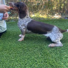 Skittles - Dachshund