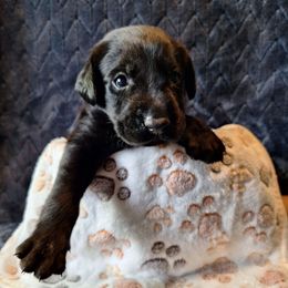 Castiel - Black male Labrador Retriever puppy in Bemidji, Minnesota from Northern Star Elite Quality Labrador Retrievers