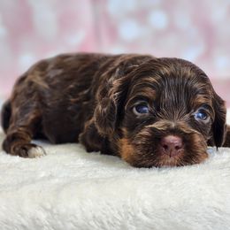 Elizabeth - Brown white and tan female Cockapoo puppy in Louisburg, North Carolina from Raven Oak's Mini Cockapoos