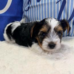 Zorro - Black tan and white male Biewer Terrier puppy in Stockbridge, Georgia from Jenn’s Georgia Morkies and Biewer Terriers