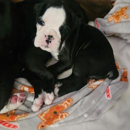 LIGHT PINK COLLAR - Brindle female Boxer puppy in Gloucester, Virginia from Keen Boxers