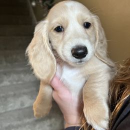 Dachshund Puppies from Monica’s Treasured Dachshunds