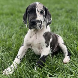 Great Danes from ROYAL EXCALIBUR