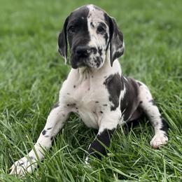 Great Danes from ROYAL EXCALIBUR
