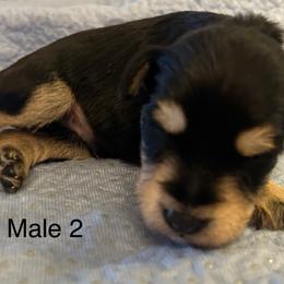 Male 2 - Black and silver male Miniature Schnauzer puppy in Granville, Ohio from Shull Mini Schnauzers