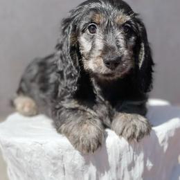 Raven - Dachshund