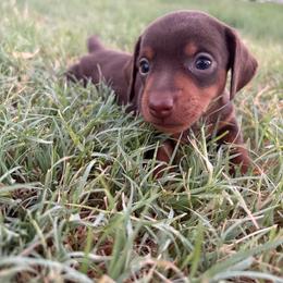 Casper - Chocolate and tan male Dachshund puppy in Hawley, Texas from Little e Dachshunds