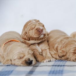 Bernedoodle and Goldendoodle Puppies from Best Quality Doodles