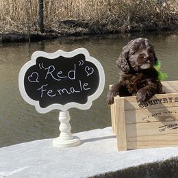 Australian Labradoodle Puppies from Hidden Springs Labradoodles