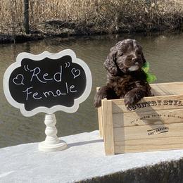 Australian Labradoodle Puppies from Hidden Springs Labradoodles