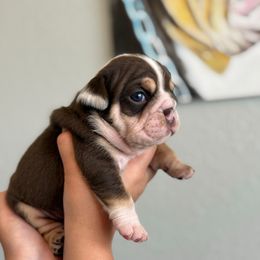 Boy 3 - Chocolate tri-color male Bulldog puppy in Lakeland, Florida from Bulldog Chronicles