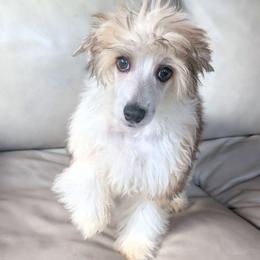 DaoDog Neo Choosen One - Black white and tan male Chinese Crested puppy in Highland Park, Michigan from Family Kennel Dao Dog
