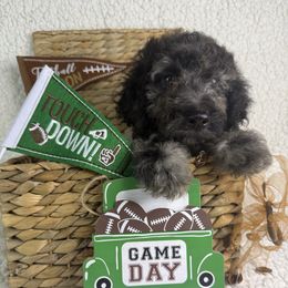 Finn - Merle male Irish Doodle puppy in Galloway, Florida from Heavenly Poodles