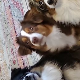 Miniature Australian Shepherds and Toy Australian Shepherds from J Bar M Toy and Mini Aussies