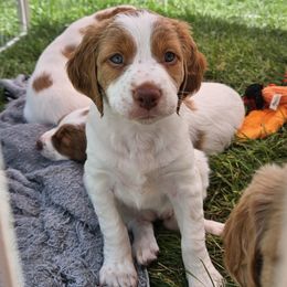 Red Girl - Orange and white female Brittany puppy in Mineral Point, Wisconsin from Pantheon Kennels