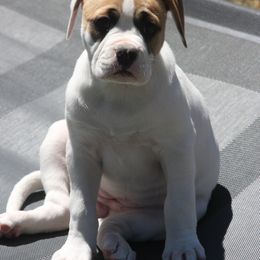 American Bulldog Puppies from Ferocia Kennels