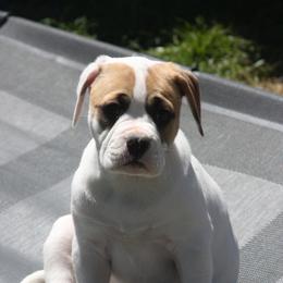 American Bulldog Puppies from Ferocia Kennels