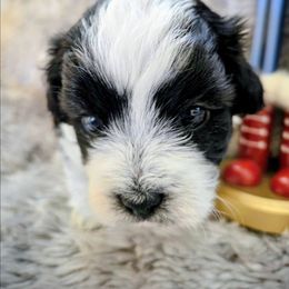 Ink - Black and white male Shichon puppy in Carmel, Indiana from S&S Pups