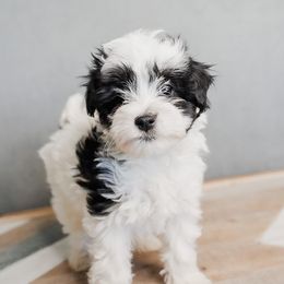 Bernedoodle, Goldendoodle, Poodle, Schnoodle, and Sheepadoodle Puppies from Boise Doodle Co.