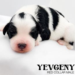 Yevgeny - Tri-color male Bernedoodle puppy in Tipton, Indiana from Country Creek Doodles