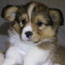 Pembroke Welsh Corgi Puppies from Rhone River Farm Pembroke Welsh Corgis