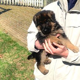 German Shepherd Puppies from Grand Lux German Shepherds