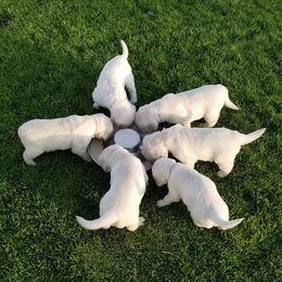 Golden Retriever Puppies from Peyton Goldens